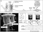Soft Robot Proprioception Using Unified Soft Body Encoding and Recurrent Neural Network