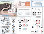 Omnidirectional compliance on cross-linked actuator coordination enables simultaneous multi-functions of soft modular robots