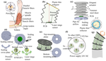 Spatial Position–Force Perception for a Soft Parallel Joint via Pressure-Deformation Self-Sensing
